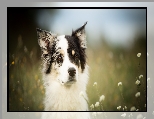 Łąka, Border collie, Pies, Mordka, Kwiaty