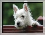 Pies, West highland white terrier