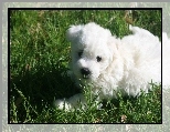 Biay, Coton de Tulear