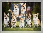 Welsh corgi cardigan, Fotel, Psy