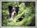 Pies, Border collie, Paprocie