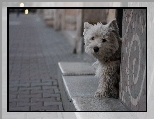 West Highland White Terrier