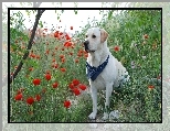 Labrador Retriever, Maki