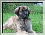 śliczny, Leonberger