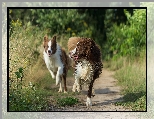 Trawy, Biegnące, Psy, Border collie, Ścieżka