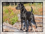 Zarośla, Pies, Czarny, Kłody, Labrador Retriever